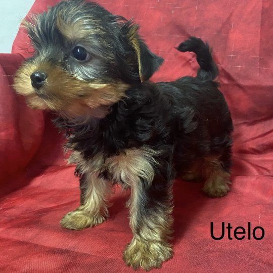 UTELO york Mâle Yorkshire terrier