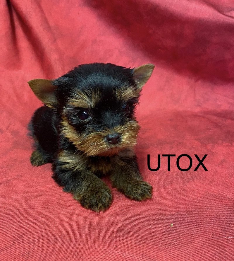 UTOX yorkshire terrier Mâle Yorkshire terrier