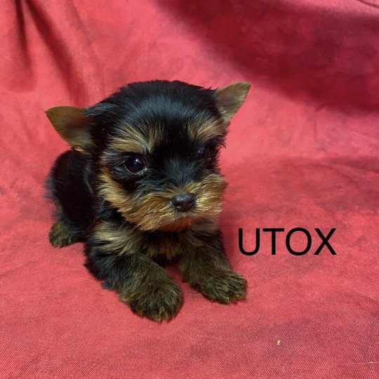 chiot Yorkshire terrier UTOX yorkshire terrier Domaine de la Chantelaie