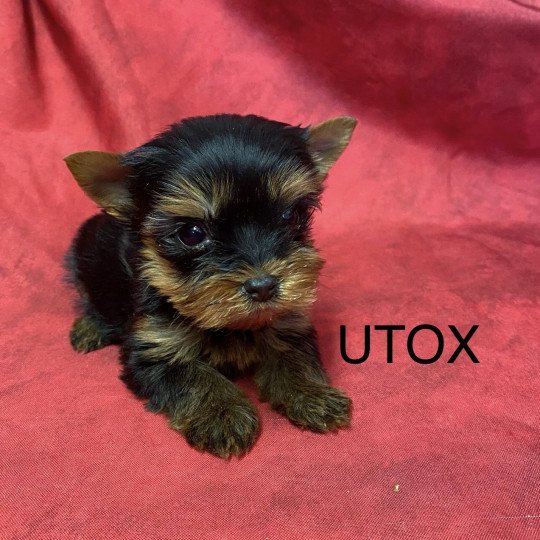 UTOX yorkshire terrier Mâle Yorkshire terrier