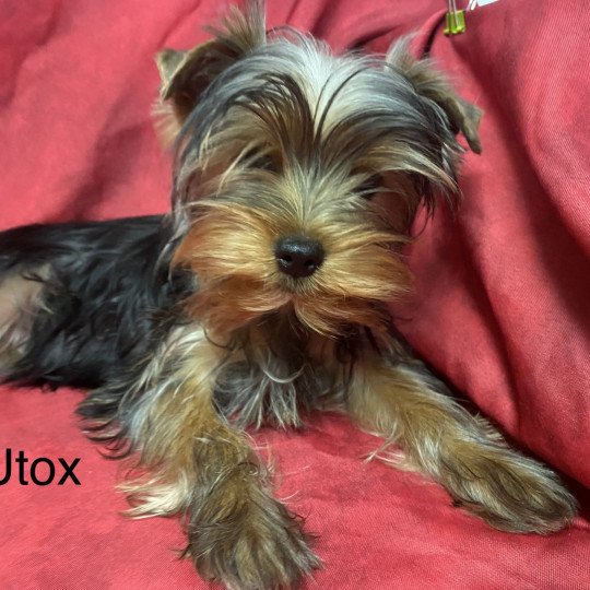 UTOX Mâle Yorkshire terrier