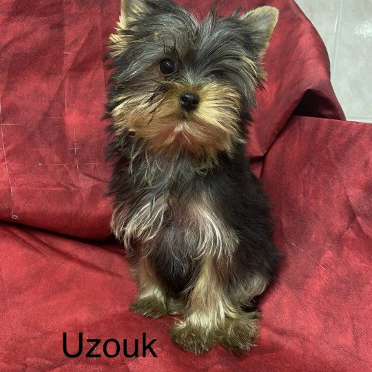 UZOUK yorkshire terrier Mâle Yorkshire terrier