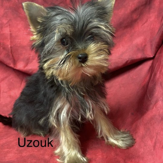 chiot Yorkshire terrier UZOUK yorkshire terrier Domaine de la Chantelaie