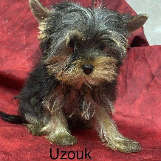 chiot Yorkshire terrier UZOUK yorkshire terrier Domaine de la Chantelaie