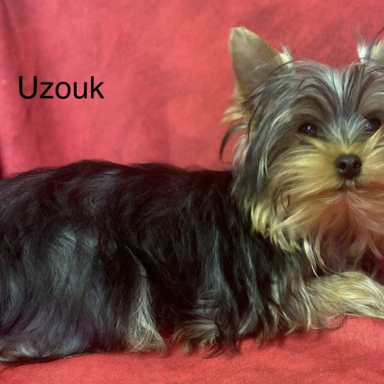 chiot Yorkshire terrier UZOUK yorkshire terrier Domaine de la Chantelaie