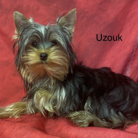 chiot Yorkshire terrier UZOUK yorkshire terrier Domaine de la Chantelaie