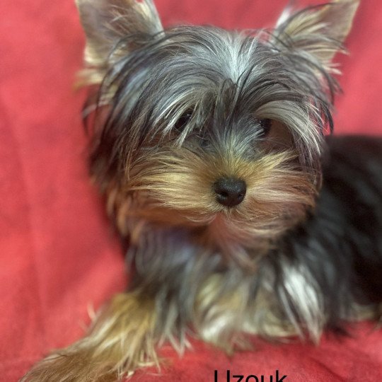 chiot Yorkshire terrier UZOUK yorkshire terrier Domaine de la Chantelaie