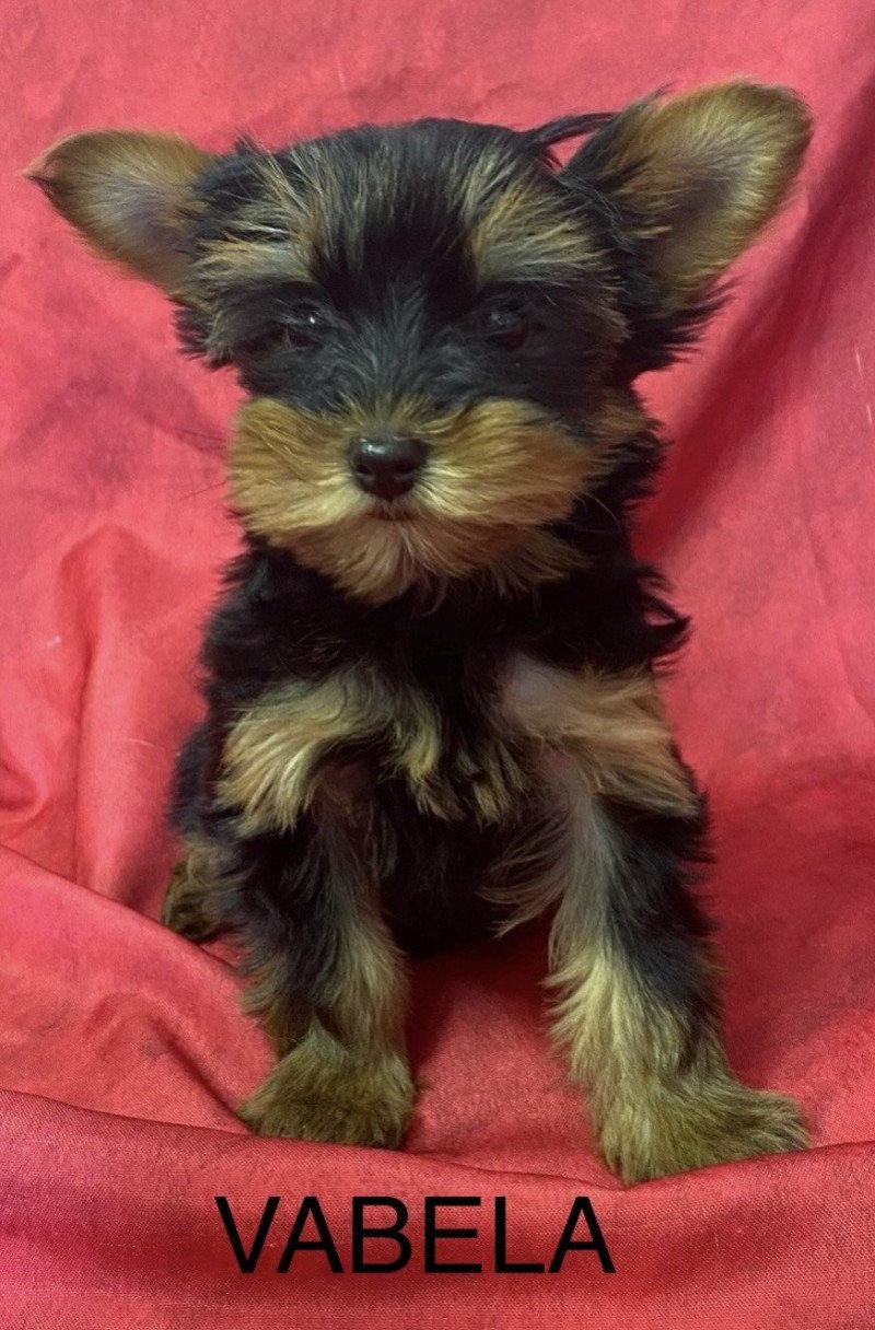 VABELA yorkshire terrier Femelle Yorkshire terrier
