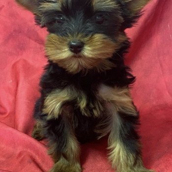 chiot Yorkshire terrier VABELA yorkshire terrier Domaine de la Chantelaie chiot Yorkshire terrier VABELA yorkshire terrier Domaine de la Chantelaie