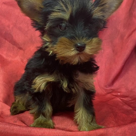 chiot Yorkshire terrier VABELA yorkshire terrier Domaine de la Chantelaie