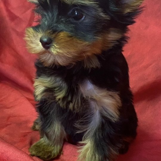 chiot Yorkshire terrier VABELA yorkshire terrier Domaine de la Chantelaie