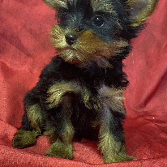 chiot Yorkshire terrier VABELA yorkshire terrier Domaine de la Chantelaie