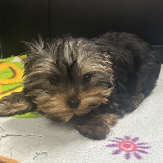 chiot Yorkshire terrier VADINE york Domaine de la Chantelaie