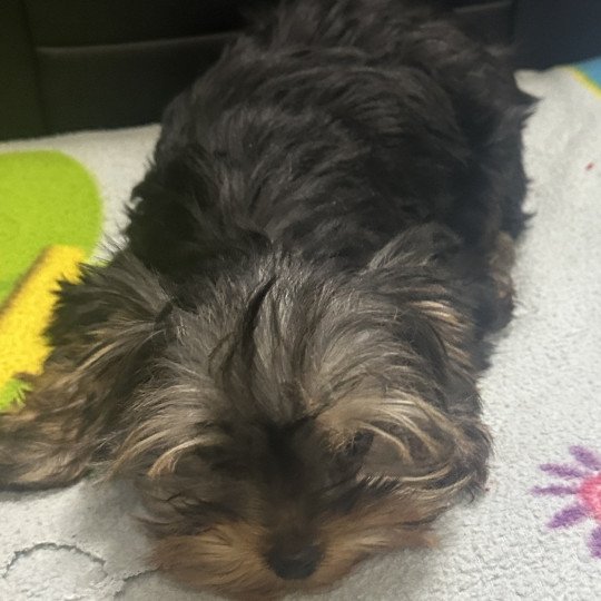 chiot Yorkshire terrier VADINE york Domaine de la Chantelaie