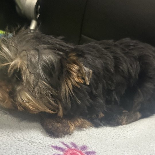 chiot Yorkshire terrier VADINE york Domaine de la Chantelaie