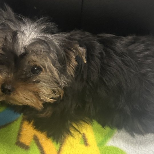 chiot Yorkshire terrier VADINE york Domaine de la Chantelaie