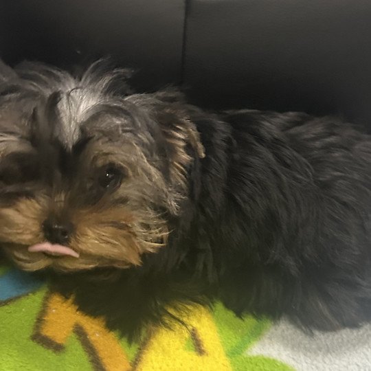chiot Yorkshire terrier VADINE york Domaine de la Chantelaie