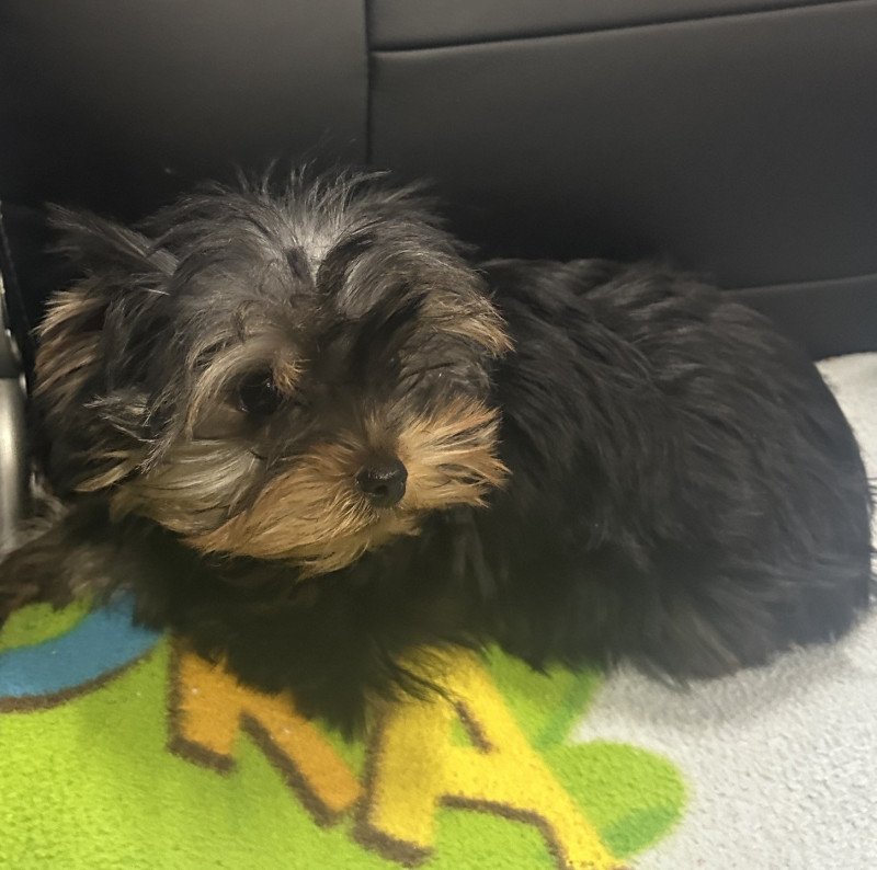 VADINE york Femelle Yorkshire terrier