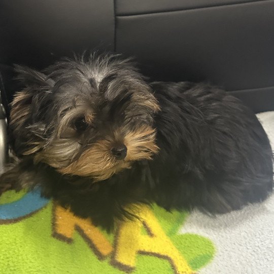 chiot Yorkshire terrier VADINE york Domaine de la Chantelaie