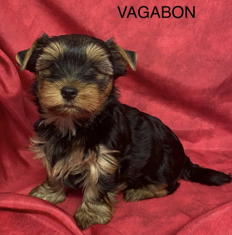 VAGABON yorkshire terrier Mâle Yorkshire terrier