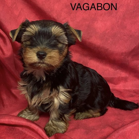 VAGABON yorkshire terrier Mâle Yorkshire terrier