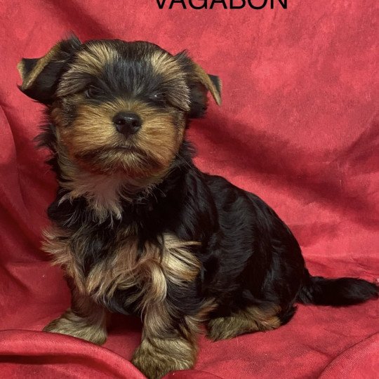 chiot Yorkshire terrier VAGABON yorkshire terrier Domaine de la Chantelaie