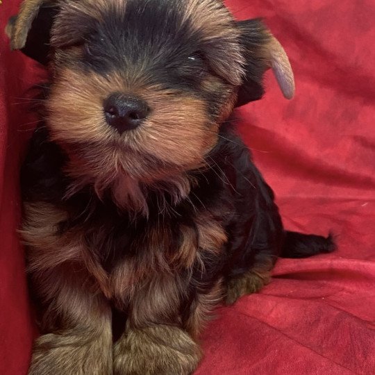 chiot Yorkshire terrier VAGABON yorkshire terrier Domaine de la Chantelaie