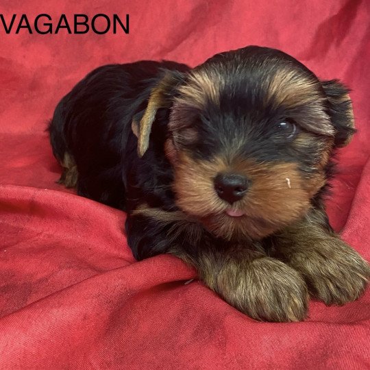 chiot Yorkshire terrier VAGABON yorkshire terrier Domaine de la Chantelaie