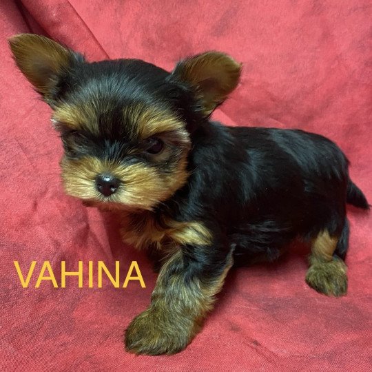 chiot Yorkshire terrier VAHINA yorkshire à réserver Domaine de la Chantelaie