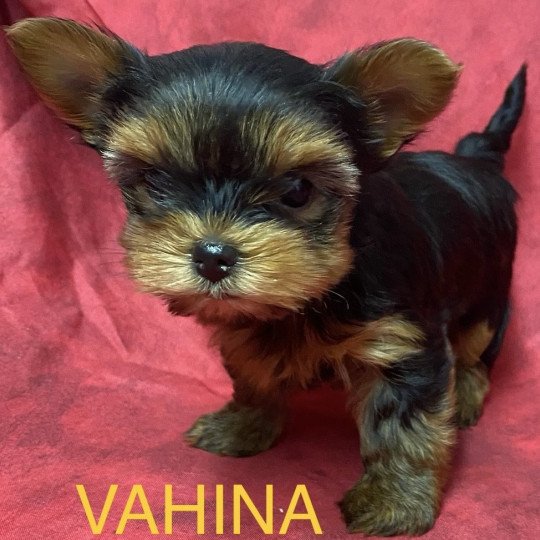 chiot Yorkshire terrier VAHINA yorkshire à réserver Domaine de la Chantelaie