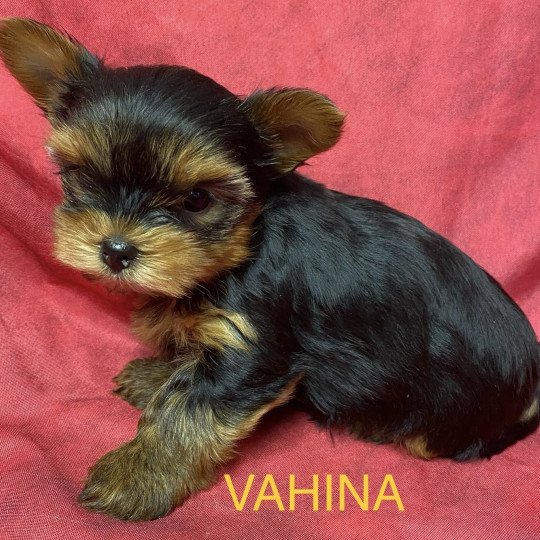 chiot Yorkshire terrier VAHINA yorkshire à réserver Domaine de la Chantelaie