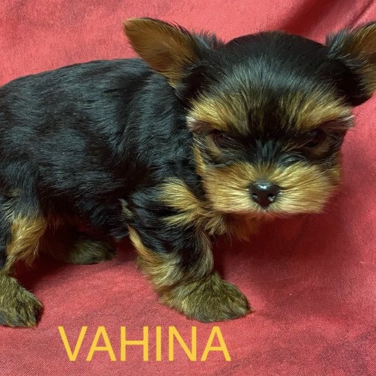 chiot Yorkshire terrier VAHINA yorkshire à réserver Domaine de la Chantelaie