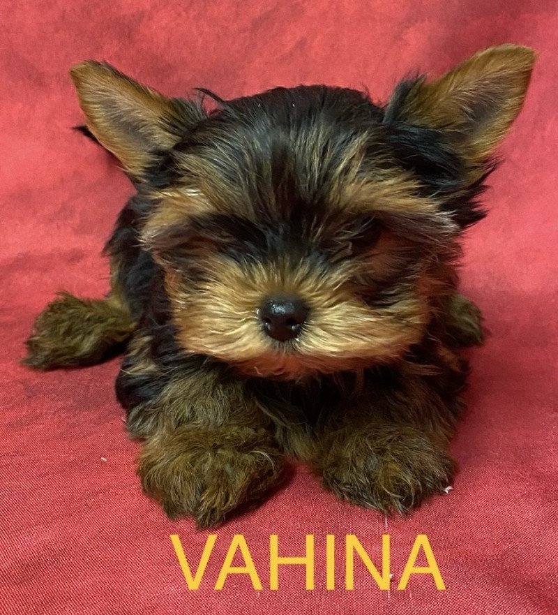 VAHINA yorkshire Femelle Yorkshire terrier