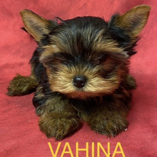 chiot Yorkshire terrier VAHINA yorkshire Domaine de la Chantelaie