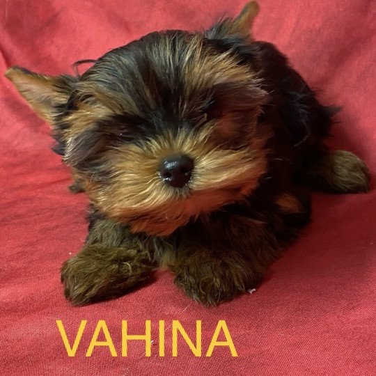 chiot Yorkshire terrier VAHINA yorkshire Domaine de la Chantelaie