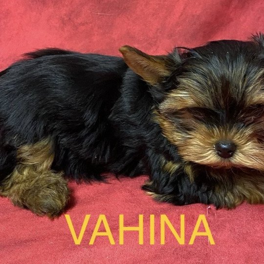 chiot Yorkshire terrier VAHINA yorkshire Domaine de la Chantelaie