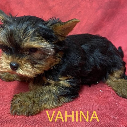 chiot Yorkshire terrier VAHINA yorkshire Domaine de la Chantelaie