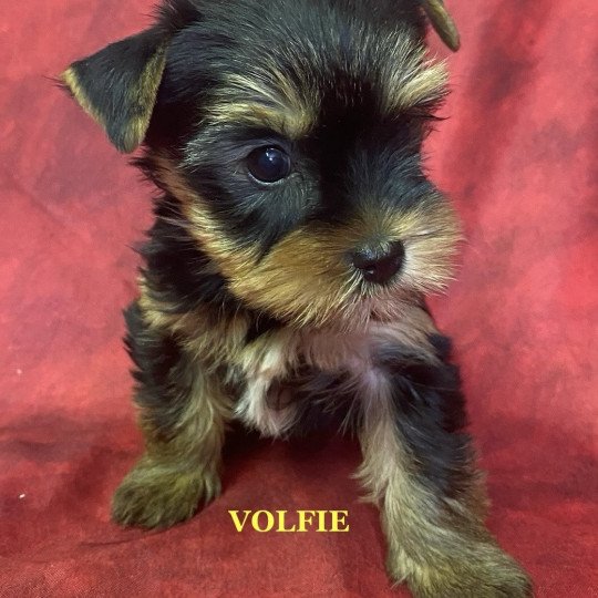 VOLFIE Femelle Yorkshire terrier