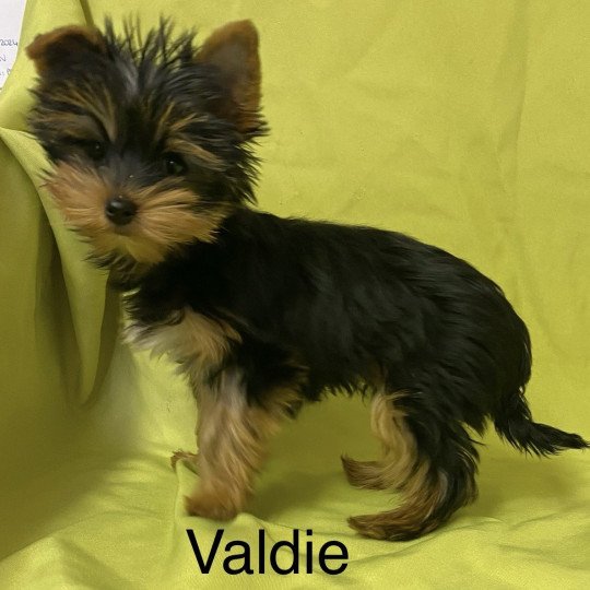 chiot Yorkshire terrier VALDIE york Domaine de la Chantelaie