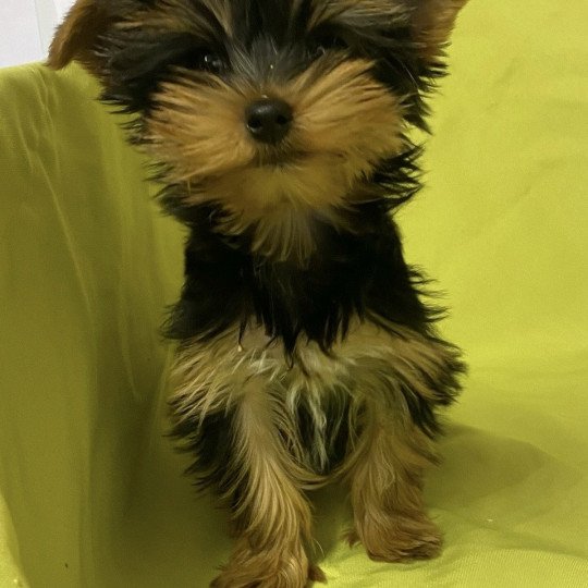 chiot Yorkshire terrier VALDIE york Domaine de la Chantelaie