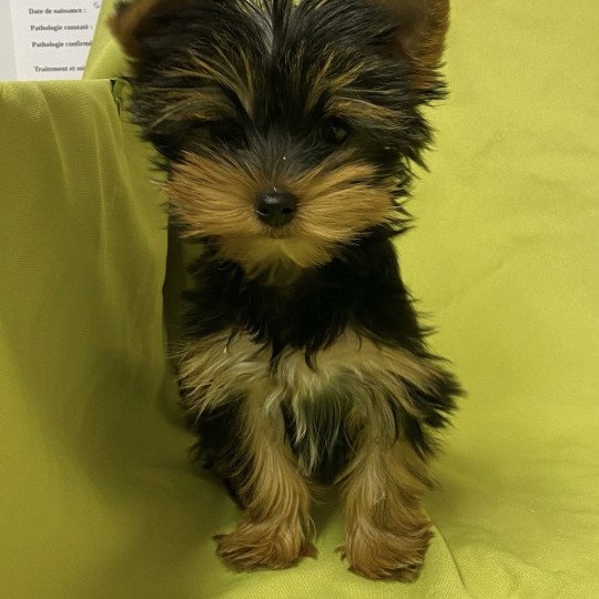 chiot Yorkshire terrier VALDIE york Domaine de la Chantelaie