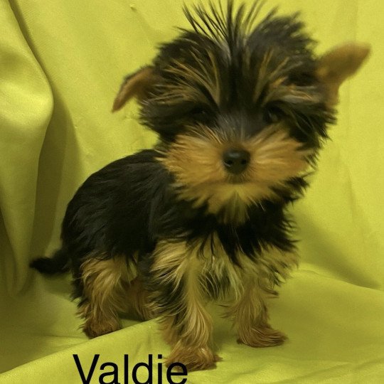 chiot Yorkshire terrier VALDIE york Domaine de la Chantelaie