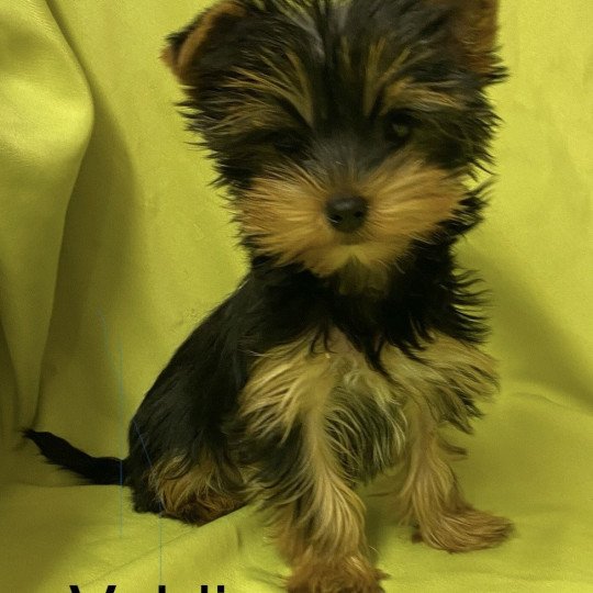 chiot Yorkshire terrier VALDIE york Domaine de la Chantelaie