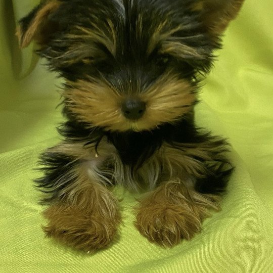 chiot Yorkshire terrier VALDIE york Domaine de la Chantelaie