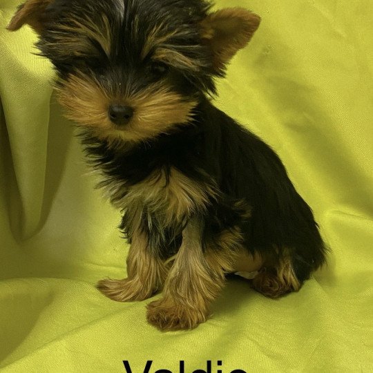 chiot Yorkshire terrier VALDIE york Domaine de la Chantelaie