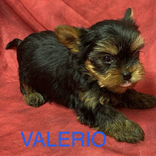 chiot Yorkshire terrier VALÉRIO york à réserver Domaine de la Chantelaie