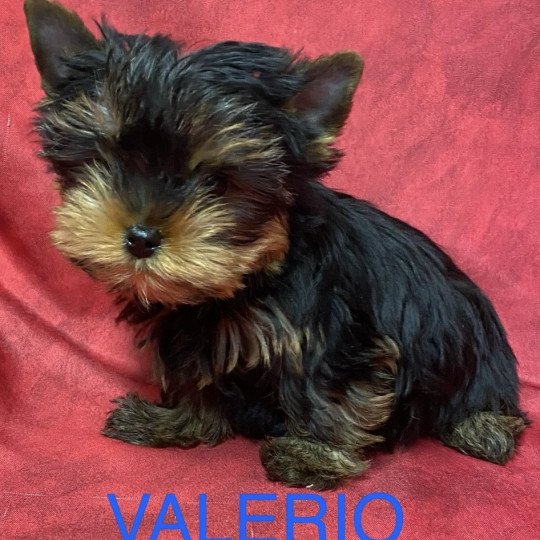 chiot Yorkshire terrier VALÉRIO york à réserver Domaine de la Chantelaie