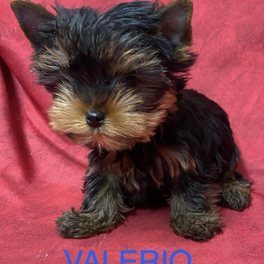 chiot Yorkshire terrier VALÉRIO york à réserver Domaine de la Chantelaie