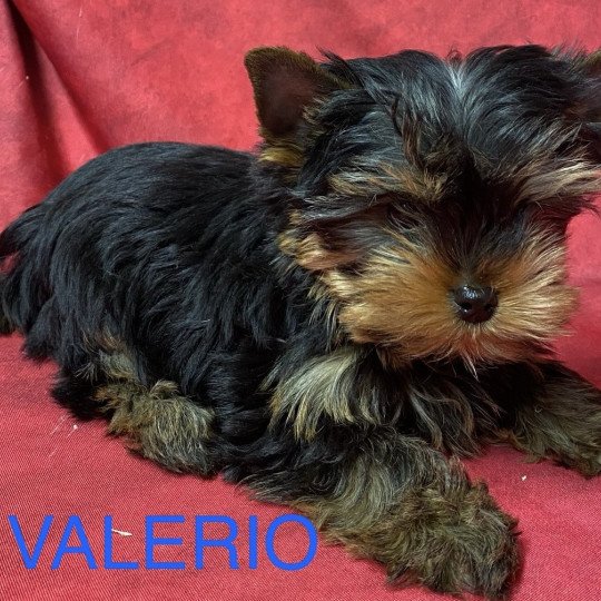 chiot Yorkshire terrier VALÉRIO york à réserver Domaine de la Chantelaie