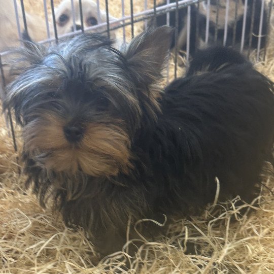 chiot Yorkshire terrier VALÉRIO york Domaine de la Chantelaie